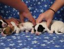 coton de tulear puppies for sale