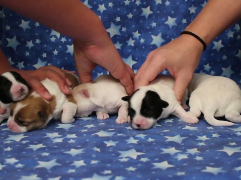coton de tulear puppies for sale