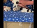 coton de tulear puppies for sale5