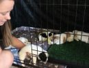 coton de tulear puppies for sale67