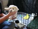 coton de tulear puppies for sale73
