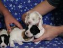 coton de tulear puppies for sale9