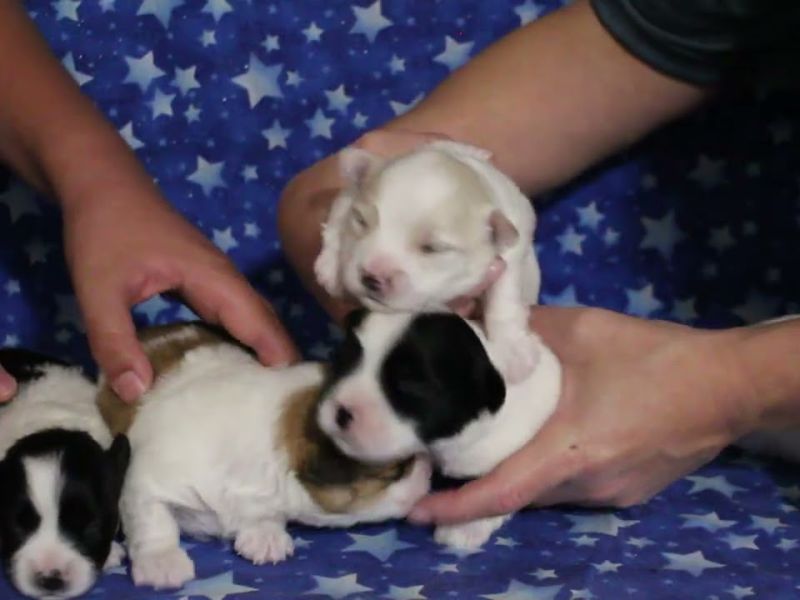 coton de tulear puppies for sale9