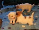 coton de tulear puppies for sale33