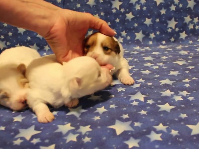 coton de tulear puppies for sale79