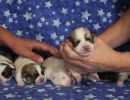coton de tulear puppies for sale