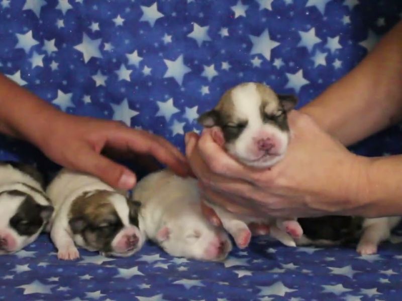 coton de tulear puppies for sale