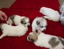 coton de tulear puppies for sale26