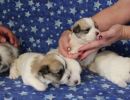 coton de tulear puppies for sale36