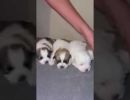 coton de tulear puppies for sale97