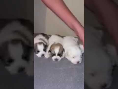 coton de tulear puppies for sale97