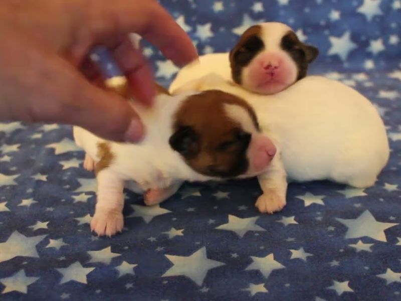 coton de tulear puppies for sale