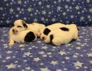 coton de tulear puppies for sale18
