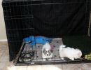 coton de tulear puppies for sale74