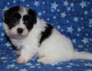 raza3 coton de tulear puppy for sale w6