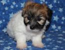reena1 coton de tulear puppy for sale w6