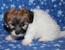 reena3 coton de tulear puppy for sale w6