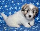 reggie2 coton de tulear puppy for sale w6
