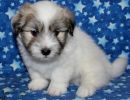 reggie3 coton de tulear puppy for sale w6