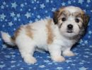 rex2 coton de tulear puppy for sale w6