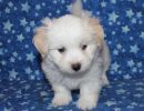 ridley1 coton de tulear puppy for sale w6