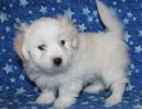 ridley3 coton de tulear puppy for sale w7