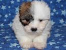 ripa1 coton de tulear puppy for sale w6