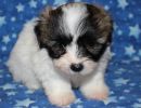rizzo1 coton de tulear puppy for sale w6