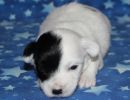 samira1 cotondetulearpuppyforsalew2