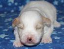santana1 cotondetulearpuppyforsalew2
