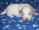 santana2 cotondetulearpuppyforsalew2