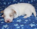 santana3 cotondetulearpuppyforsalew2