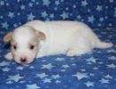 santana3 cotondetulearpuppyforsalew3