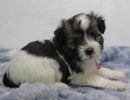 sarah2 coton de tulear puppy for sale w.5
