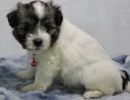 sarah3 coton de tulear puppy for sale w.5