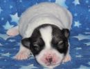 sasha1 coton de tulear puppy for sale w1