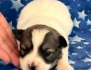 sasha1 coton de tulear puppy for sale w2