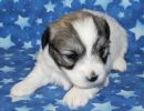 sasha1 coton de tulear puppy for sale w3