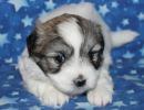 sasha1 coton de tulear puppy for sale w4