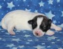 sasha2 coton de tulear puppy for sale w1