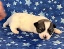 sasha2 coton de tulear puppy for sale w2