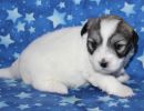 sasha2 coton de tulear puppy for sale w3