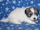 sasha2 coton de tulear puppy for sale w4