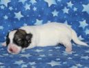 sasha3 coton de tulear puppy for sale w1
