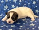 sasha3 coton de tulear puppy for sale w2
