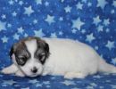 sasha3 coton de tulear puppy for sale w3