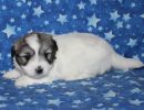 sasha3 coton de tulear puppy for sale w4