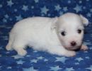 saul2 cotondetulearpuppyforsalew3