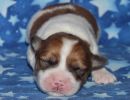 scooby1 coton de tulear puppy for sale w1