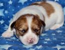 scooby1 coton de tulear puppy for sale w2